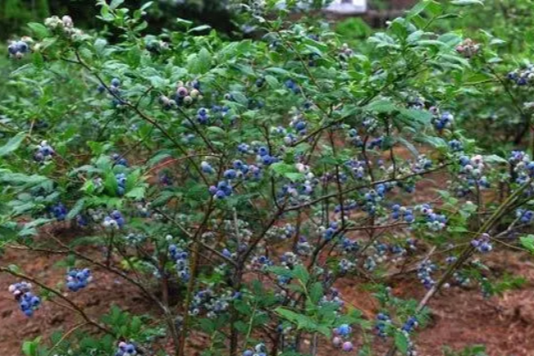 蓝莓的种植方法和技术