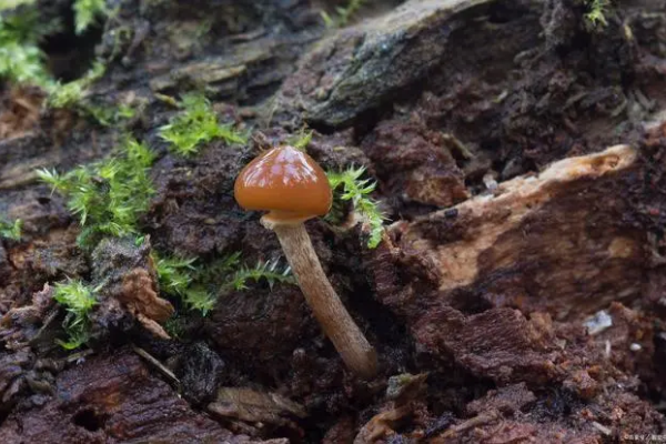 鹿茸菌种植技术