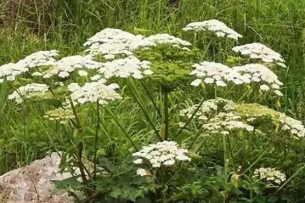 白芷种植技术及亩收益