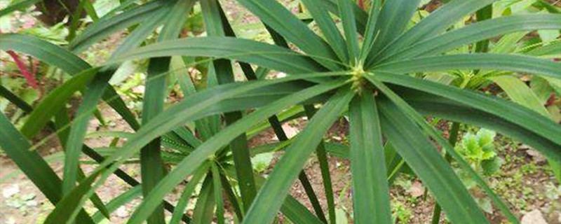 棕竹盆栽的养殖方法和注意事项？棕竹叶尖干枯怎么办，叶尖干枯怎么回事？