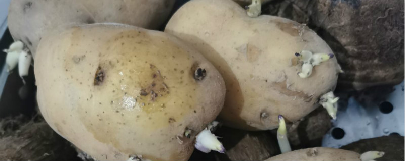 马铃薯什么时候种植最好，怎么种植