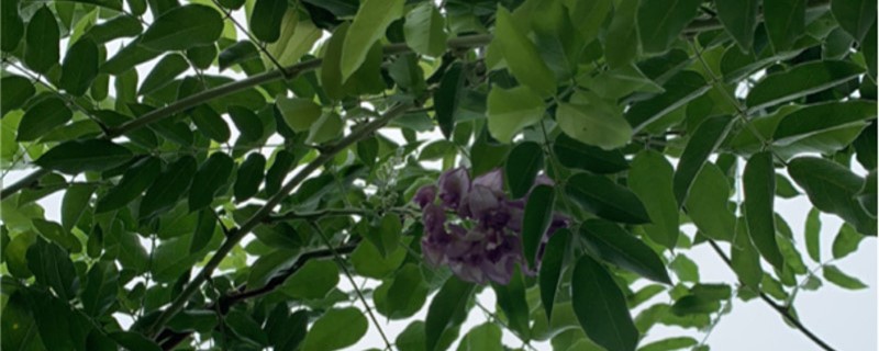 紫藤花怎么种植，老桩几月栽培最好