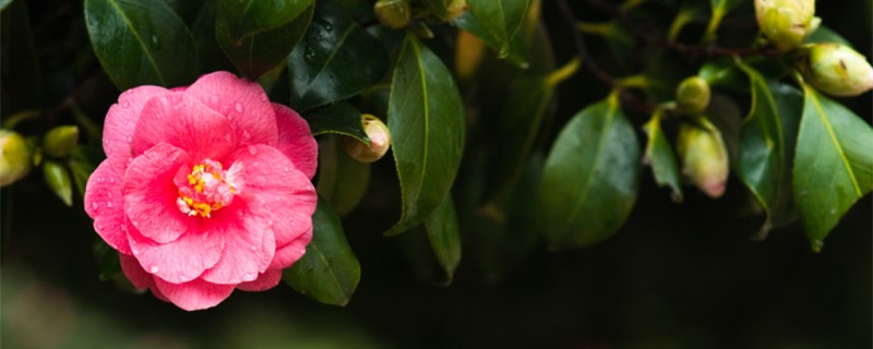 茶花叶尖枯焦怎么办，叶尖干枯是什么原因？茶花用什么肥料最好，怎么施肥