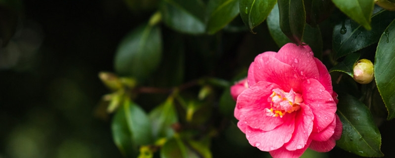 茶花为什么老是开不出来，怎么催花？茶花花蕾没开就掉了什么原因，落蕾怎么办