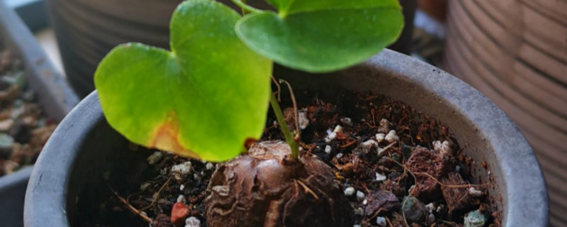 养殖课堂：盆栽龟甲龙怎么养？