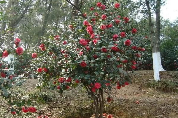 茶花夏季一般能长多高，只能长高五到十厘米