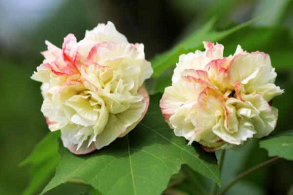 芙蓉花哪个季节开花，在每年的秋季开放