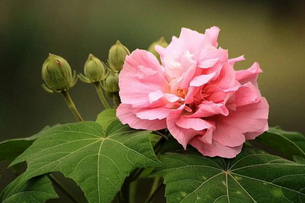 芙蓉花哪个季节开花，在每年的秋季开放