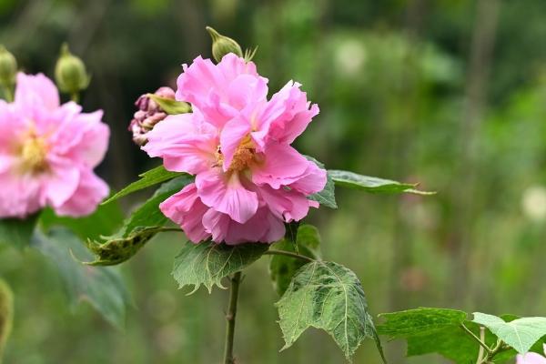 芙蓉花哪个季节开花，在每年的秋季开放