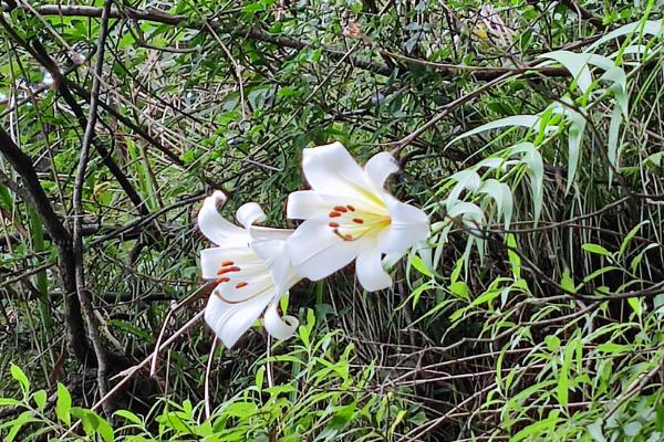 野百合的花语，寓意浪漫纯洁、永远幸福等