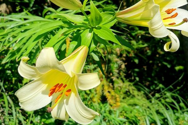 野百合的花语，寓意浪漫纯洁、永远幸福等