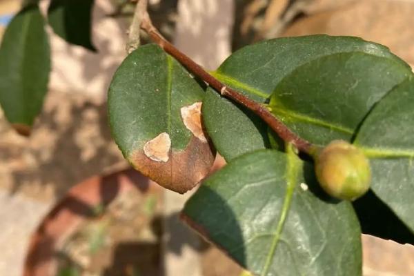 茶花僵苗的原因，主要原因就是没有及时进行换盆