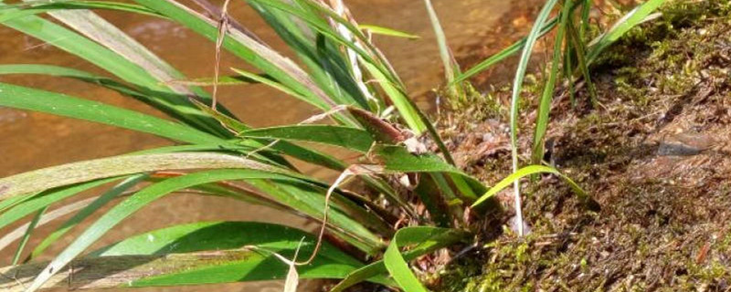 龙根菖蒲怎么养殖，和野生菖蒲一样吗