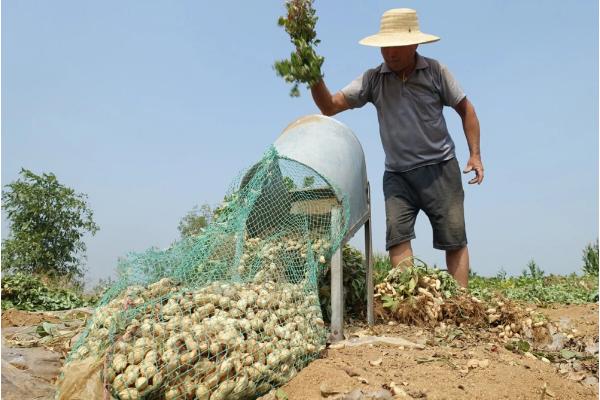 花生亩产多少，通常能达到300公斤左右