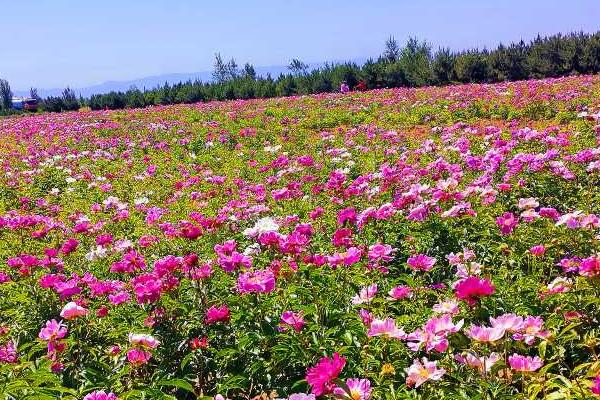 芍药夏天能不能种，夏天是不可以种植芍药的