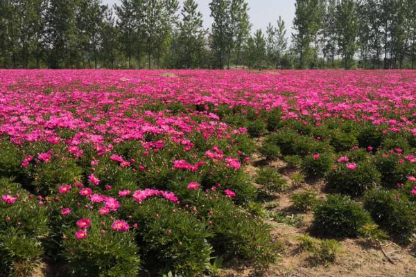 芍药夏天能不能种，夏天是不可以种植芍药的