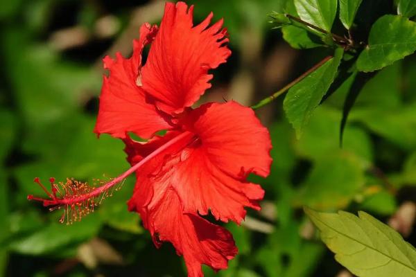 扶桑花的花语，寓意体贴、新鲜的恋情等