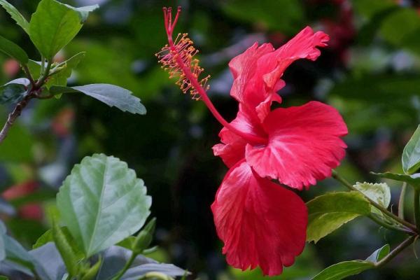 扶桑花的花语，寓意体贴、新鲜的恋情等