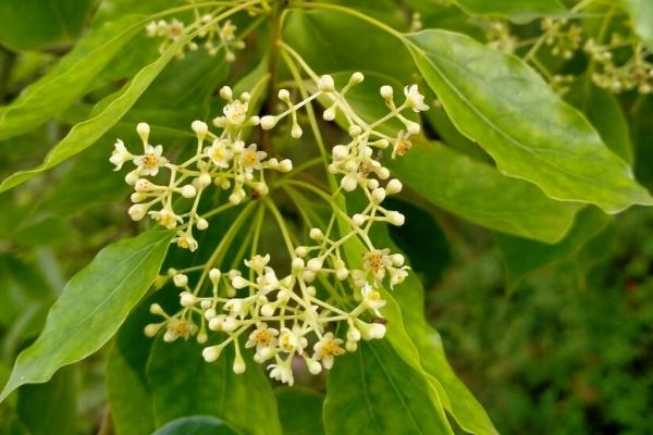 香樟花花期，花期在每年春夏季4-6月份