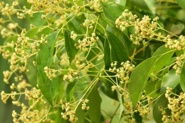 香樟花花期，花期在每年春夏季4-6月份