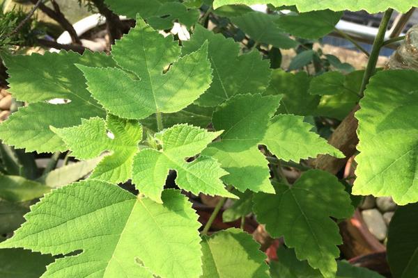 芙蓉花夏天叶黄掉落如何处理，可遮蔽强光、降温、补水等