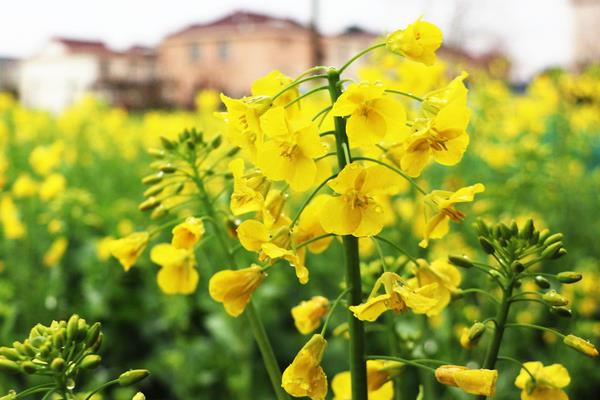 送油菜花的寓意，寓意希望到来、积极向上等