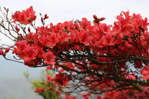 年花的品种，常见的有年桔、映山红、开运竹等