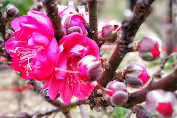 年花的品种，常见的有年桔、映山红、开运竹等