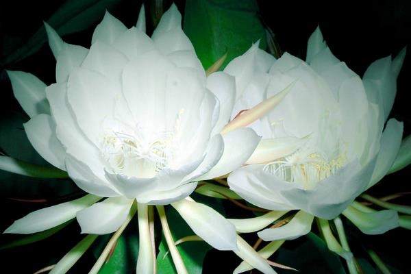 昙花花苞长什么样子，花苞初期会朝下生长的