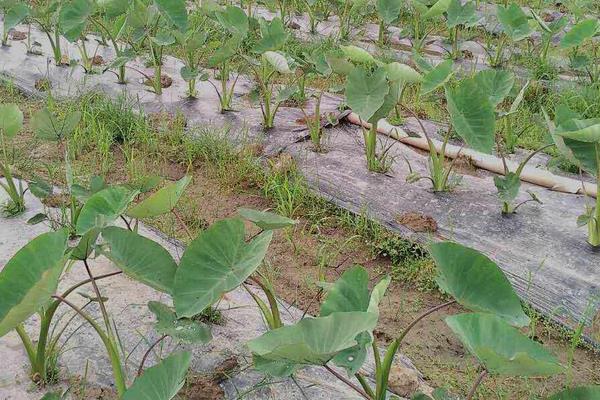 芋头种子怎么保留，首先要挑选生长旺盛的芋头作为种株