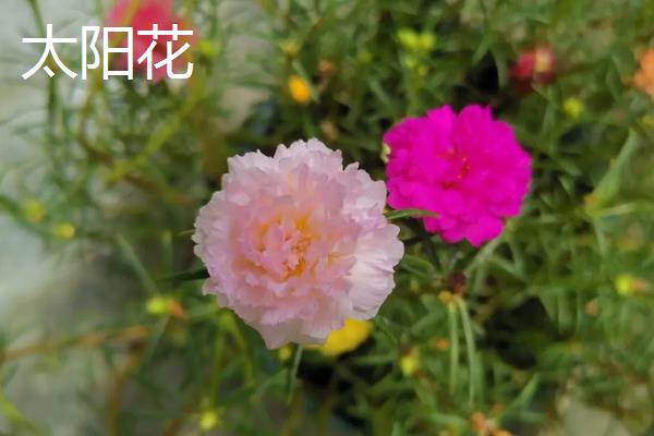 太阳花和向日葵的区别，品种、花朵和花期均不同