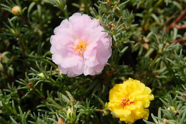 太阳花和向日葵的区别，品种、花朵和花期均不同