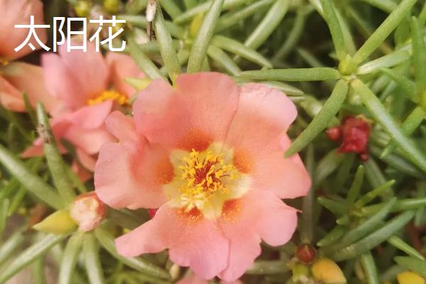 太阳花和向日葵的区别，品种、花朵和花期均不同