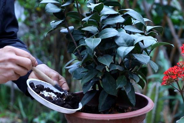 春天茶花什么时候施肥，一般是选择在傍晚左右施肥