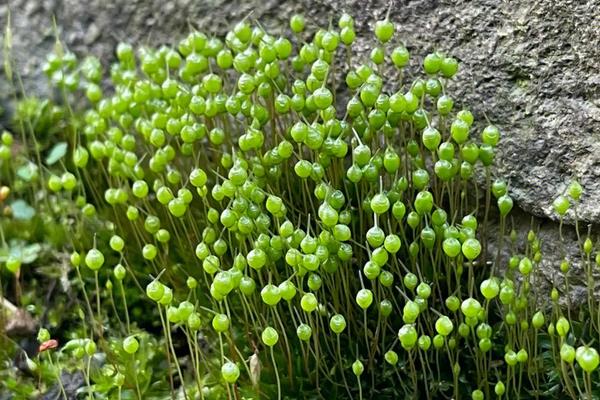 孢子植物和种子植物的区别，繁殖方式不同