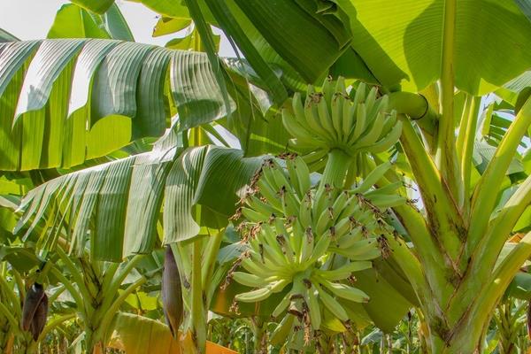 孢子植物和种子植物的区别，繁殖方式不同