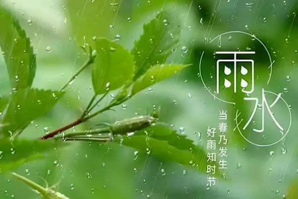 虎皮兰浇什么水长得快，可选择雨水、淘米水等