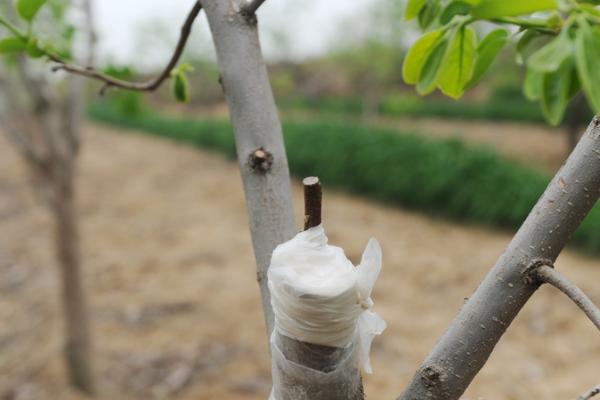 柿子树的开花时间，通常为6月份