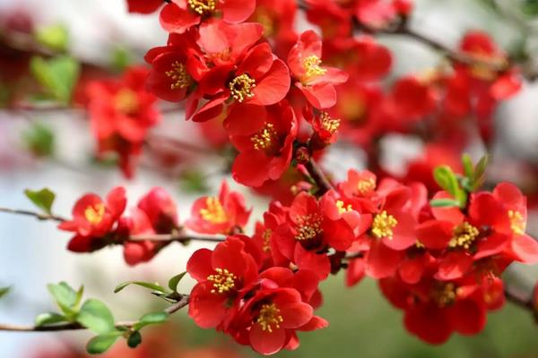 海棠花开花的特点，花色丰富多样化