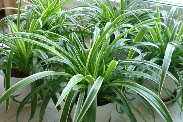 净化空气的室内植物有哪些，常见的有吊兰、芦荟、绿萝等