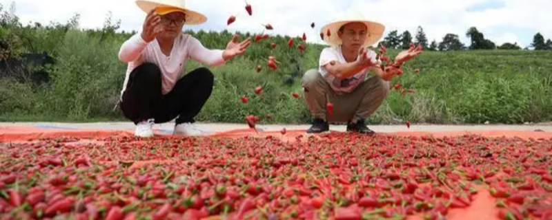 辣椒种植技术与管理方法