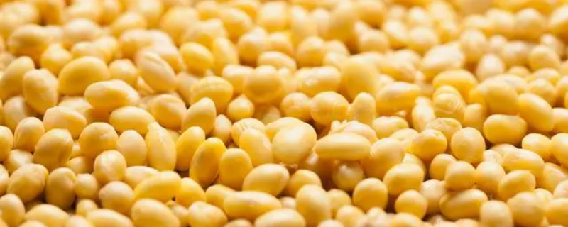 黄豆种植方法及种植时间