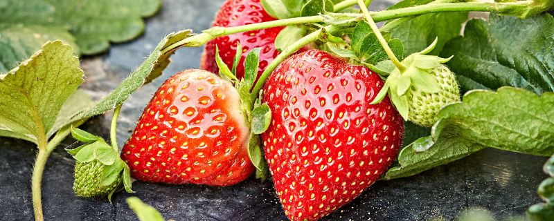 草莓的种植方法及管理技术