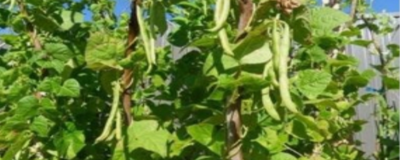 扁豆的种植时间和种植方法