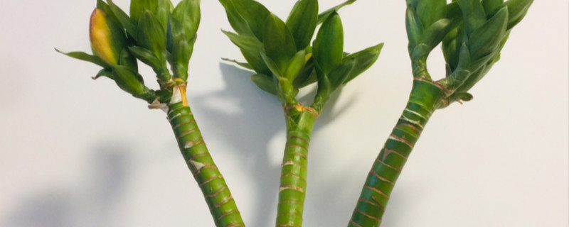 水培龙竹如何养护？