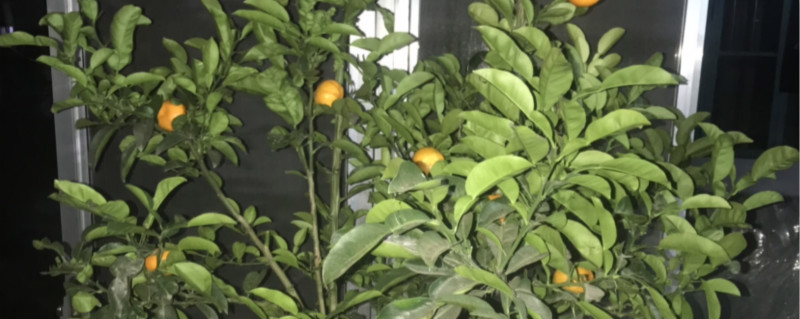 小橘子树冬天怎么养，能在室外过冬吗