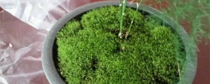 盆景里的苔藓怎么养，怎么养才能绿
