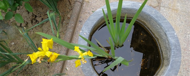 菖蒲叶子发黄怎么回事，黄叶怎么办？菖蒲用什么土种植最好，怎么栽种