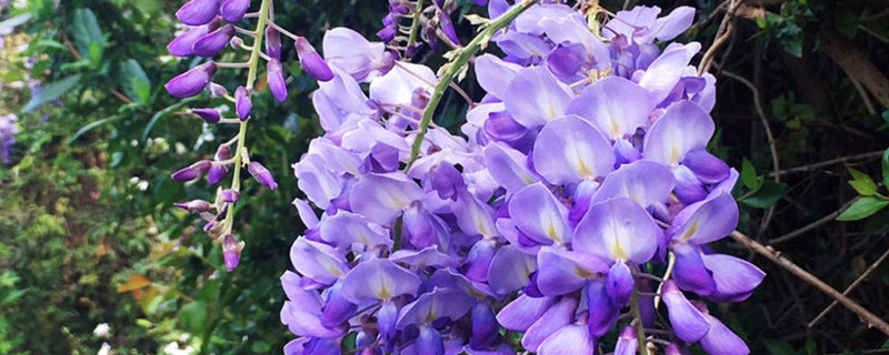 紫藤用什么树嫁接，怎么嫁接？紫藤用什么土壤最好，怎么栽种