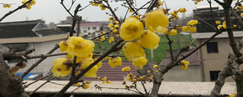 腊梅开花后怎么修剪，开花后怎么养